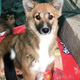 A rescued puppy at an animal hospital and shelter in Noida.